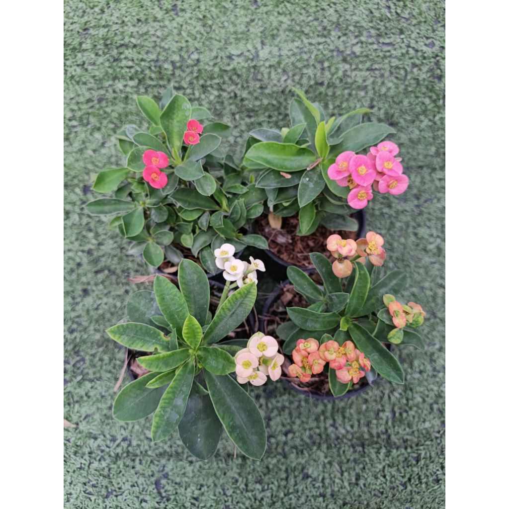 ต้นโป๊ยเซียนแคระ [ Euphorbia milli ] ไม้มงคล ในกระถาง3"