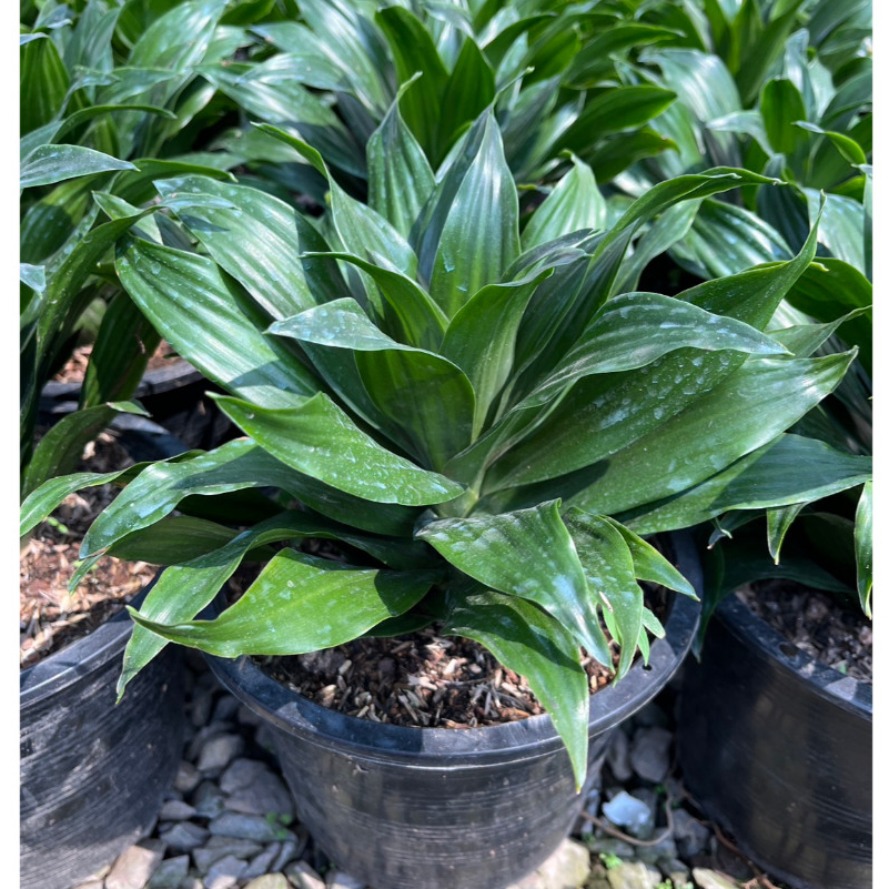 ต้นวาสนาเก้าชั้น ไม้ฟอกอากาศ ไม้มงคลเสริมโชคลาภ Dracaena fragrans