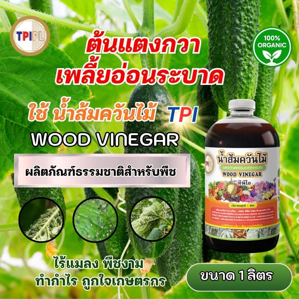 แตงกวาเพลี้ยอ่อนระบาด ใช้น้ำส้มควันไม้ฉีดพ่น ลดแมลงแบบธรรมชาติ ด้วยน้ำส้มควันไม้ TPI ขนาด 1 ลิตร