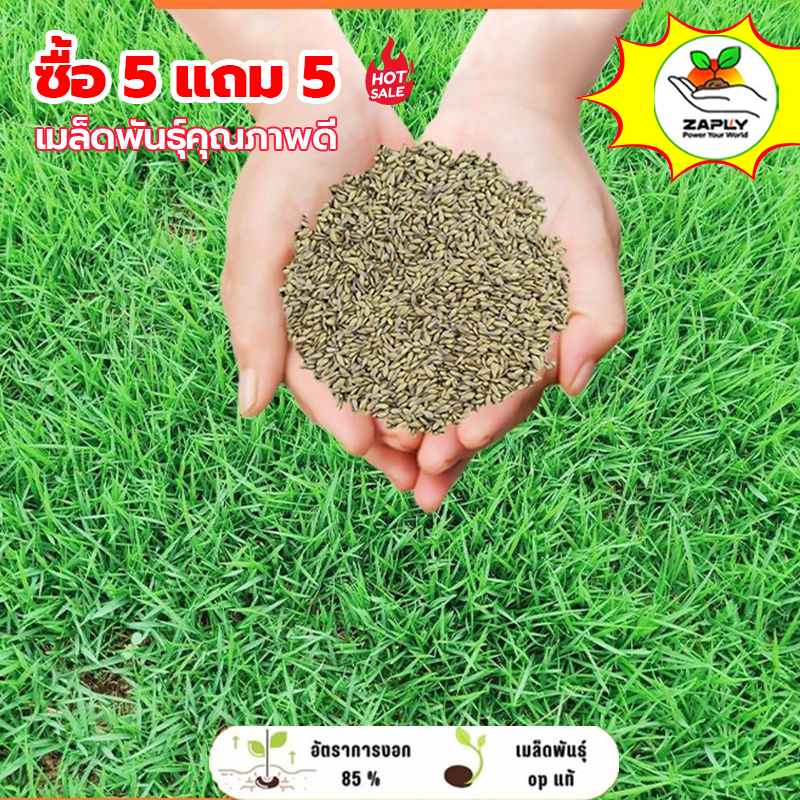 【ซื้อ 5 แถม 5 ฟรี】1000 เมล็ด หญ้านวลน้อย เมล็ดหญ้า หญ้าจริง ปลูกประดับสวน