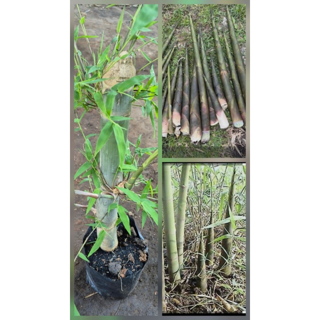 ต้นไผ่เลี้ยงน้องหรือต้นไผ่เลี้ยงหวาน หน่อออกตลอดทั้งปี สูง 50-60ซ.ม ต้นพร้อมปลูก