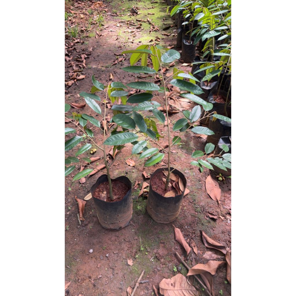 🌳​ต้นพันธุ์ทุเรียนชะนีไข่(เสียบยอด)​🍂ถุงเบอร์9สูง60เซนขึ้นไปวัดจากปากถุงด้านบน