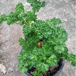 พาสเลย์ใบหยิก พาสลี่ Parsley ต้นกล้าแข็งแรง มีรากพร้อมปลูก ส่งพร้อมกระถาง5นิ้ว รับประกันทุกกรณี
