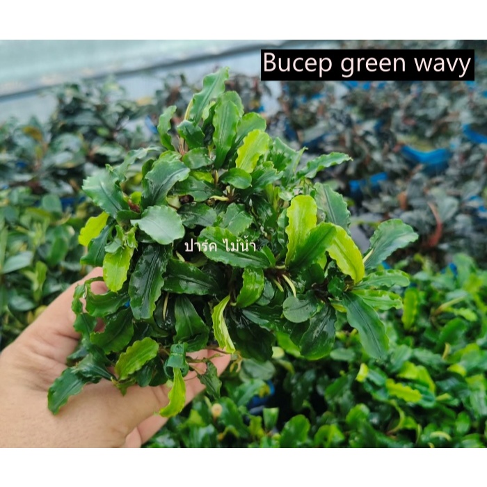 ฺBucephalandra green wavy บูเซป กรีนวาวี่ ร้านปาร์ค ไม้น้ำ พร้อมส่ง