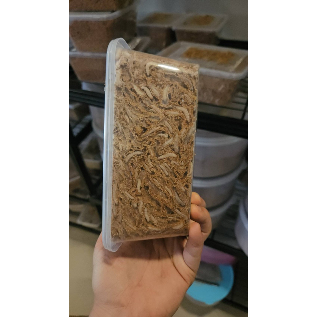 Waxworms หนอนเเว็กซ์ อาหารชูก้าร์ไกลเดอร์  กระรอก หนู นก ปลา 1000ml. รูปที่ 2
