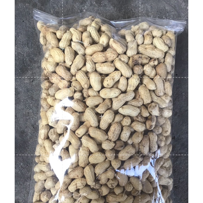 ถั่วลิสงไทนาน9 (ดิบ แห้งทั้งเปลือก) 1 กก. / Kg.-Tainan9 Peanuts Seed (For Growth & Sprout)