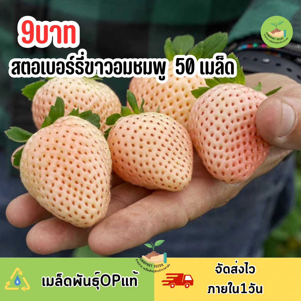 เมล็ดพันธุ์สตอเบอร์รี่ขาวอมชมพู 50 เมล็ด