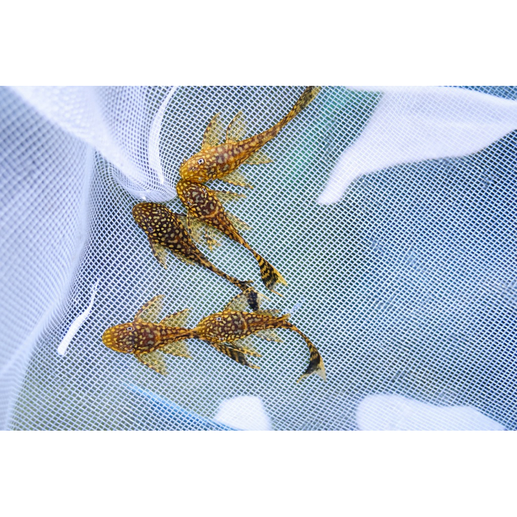 ปลาซัคเกอร์L 144 สีดำหางยาว