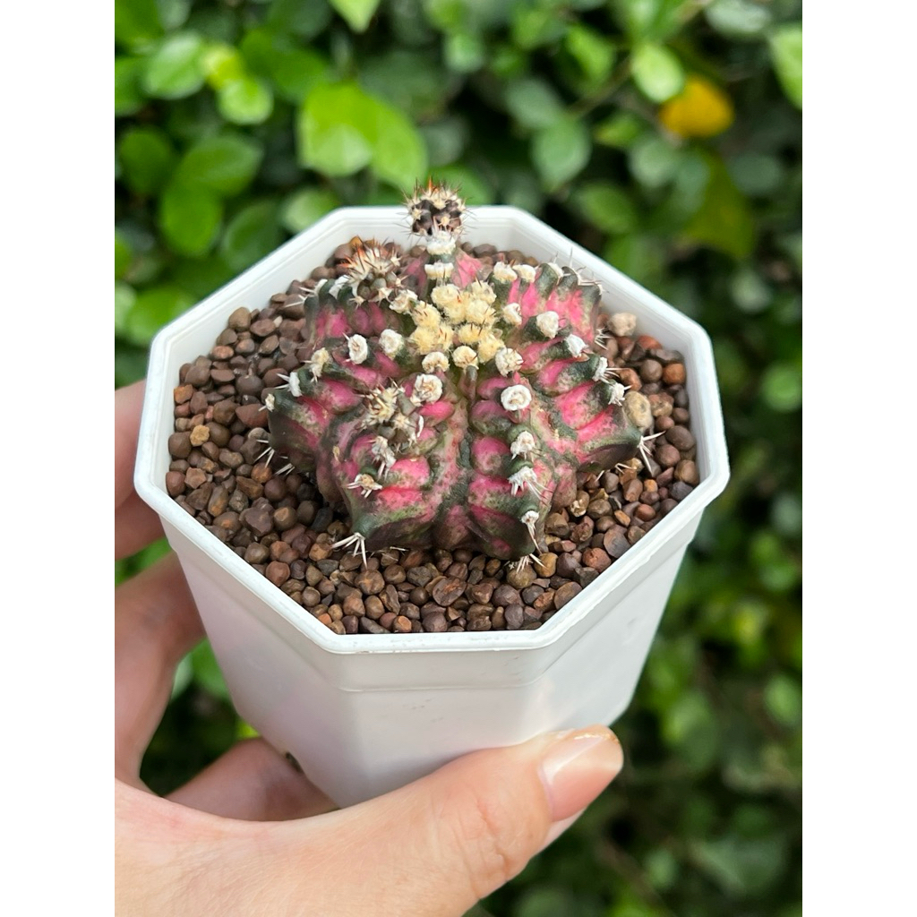 Gymno dinosaur: ยิมโน ไดโนเสาร์ แคคตัส กระบองเพชร