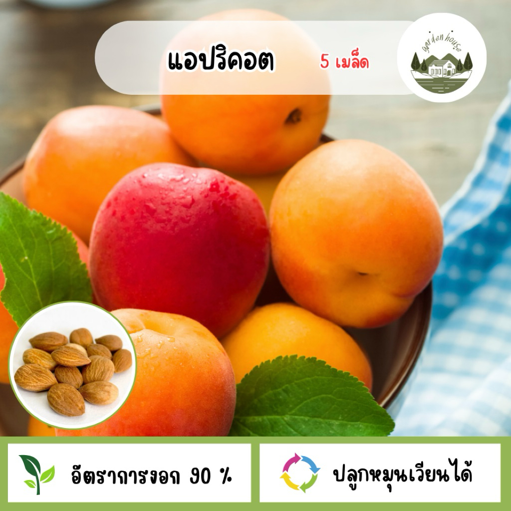 เมล็ดแอปริคอต 5 เมล็ด