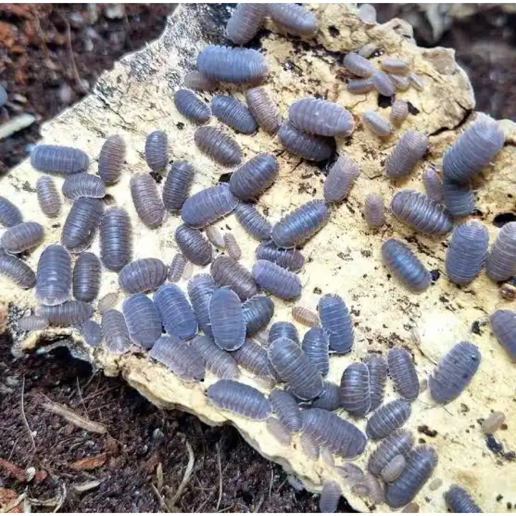 Isopod Cubaris Murina ตัวกะปิ 10 ตัว