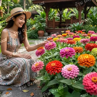 เมล็ดดอกบานชื่น 200 เมล็ด คละสี ดอกใหญ่ สีสด ปลูกง่าย โตไว ออกดอกเร็ว ปลูกในกระถางและแปลง