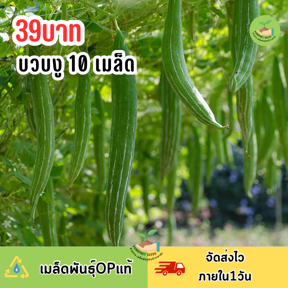 เมล็ดพันธุ์บวบงงู 10 เมล็ด