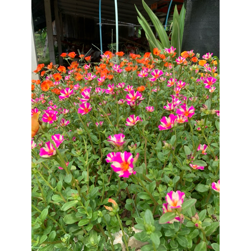 ชุดทรุโทรดอกสวย คัดสีแยกสี มีให้เลือกจ้า มักแยกสีให้