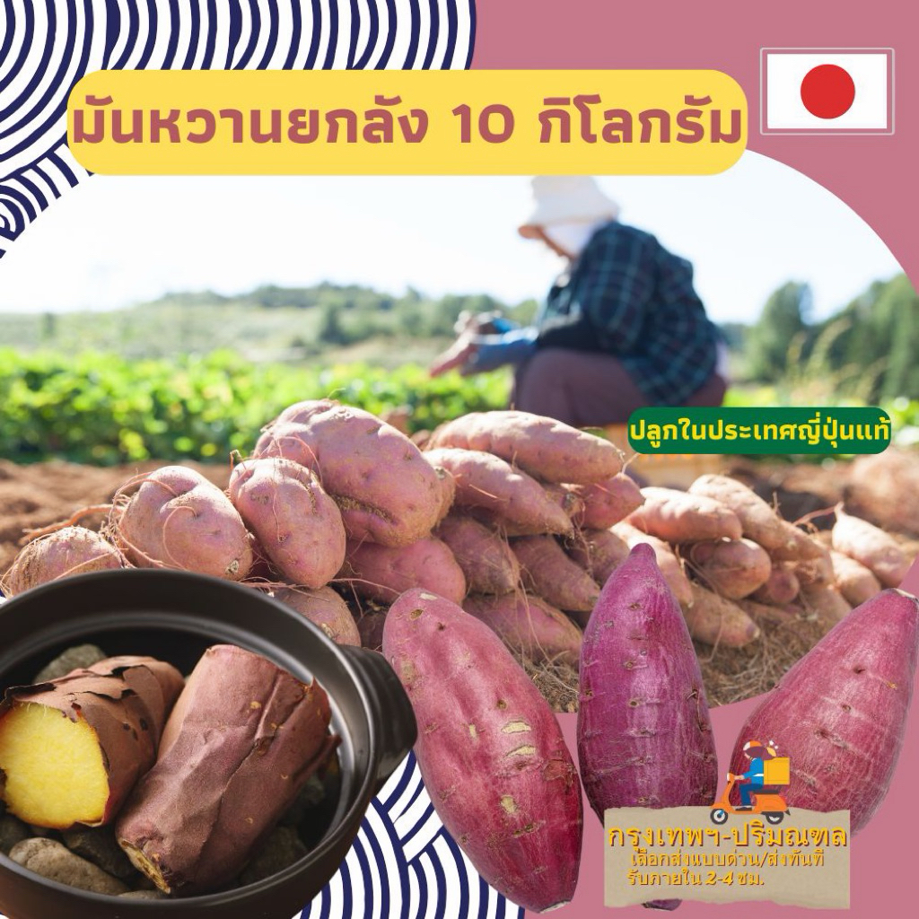 มันหวานญี่ปุ่น เบนิฮารุกะ M ยกลัง / 10 กิโลกรัม