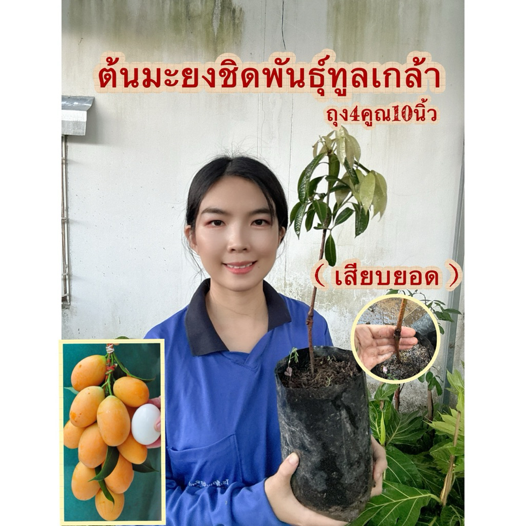 #ต้นมะยงชิดพันธุ์ทูลเกล้า (ต้นใหญ่ ถุง4คูณ10นิ้ว) เสียบยอด สูงราว30-50เซน 2 ปีติดผล