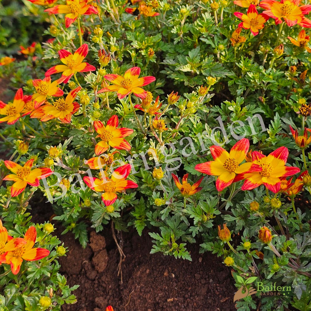 ต้นกล้าดอกไบเด้นส์บีซาร์ (Bidens Beezar) ดอกไม้กินได้ ต้นกล้าพร้อมส่ง ต้นแข็งแรงรากเยอะพร้อมปลูก ราคา ถูกที่สุด ดีลบีเคเค แกลเลอรีภาพที่ 7