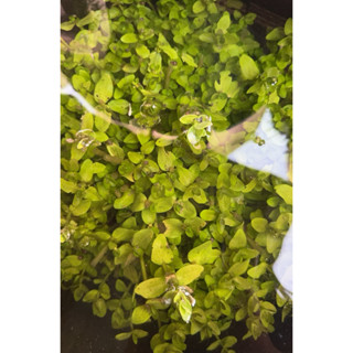 หอยคัน อาหารสดสำหรับปลาปักเป้า (คัดแต่ตัวใหญ่ๆ)