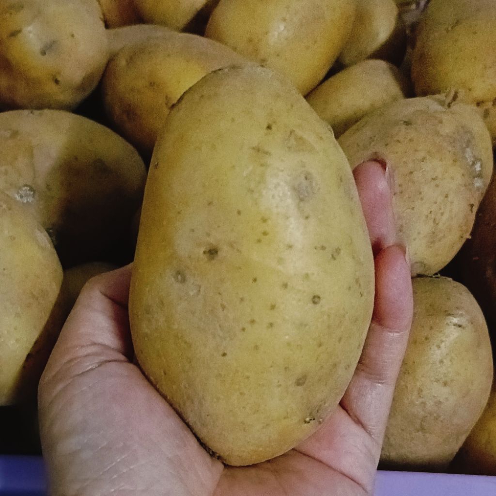 มันฝรั่งสดใหม่ ขนาดกลาง เนื้อแน่น สดใหม่คัดสวย