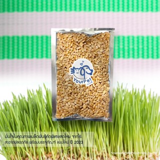 เมล็ดพันธุ์ต้นอ่อนข้าวสาลี คัดเกรด 60 กรัม เมล็ดพันธุ์หญ้าแม…