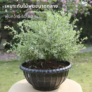 กระถางต้นไม้ พร้อมจานรอง ทรงปากกว้าง 19" ดีไซน์คลาสสิก