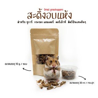 สะดิ้ง อบเเห้งอาหารเสริม โปรตีนสูง เหมาะสำหรับสัตว์ฟันแทะทุก…