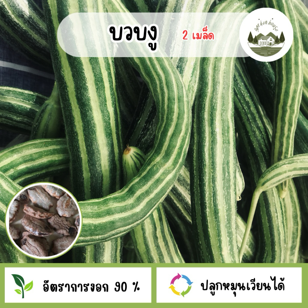เมล็ดพันธุ์บวบงู 2 เมล็ด
