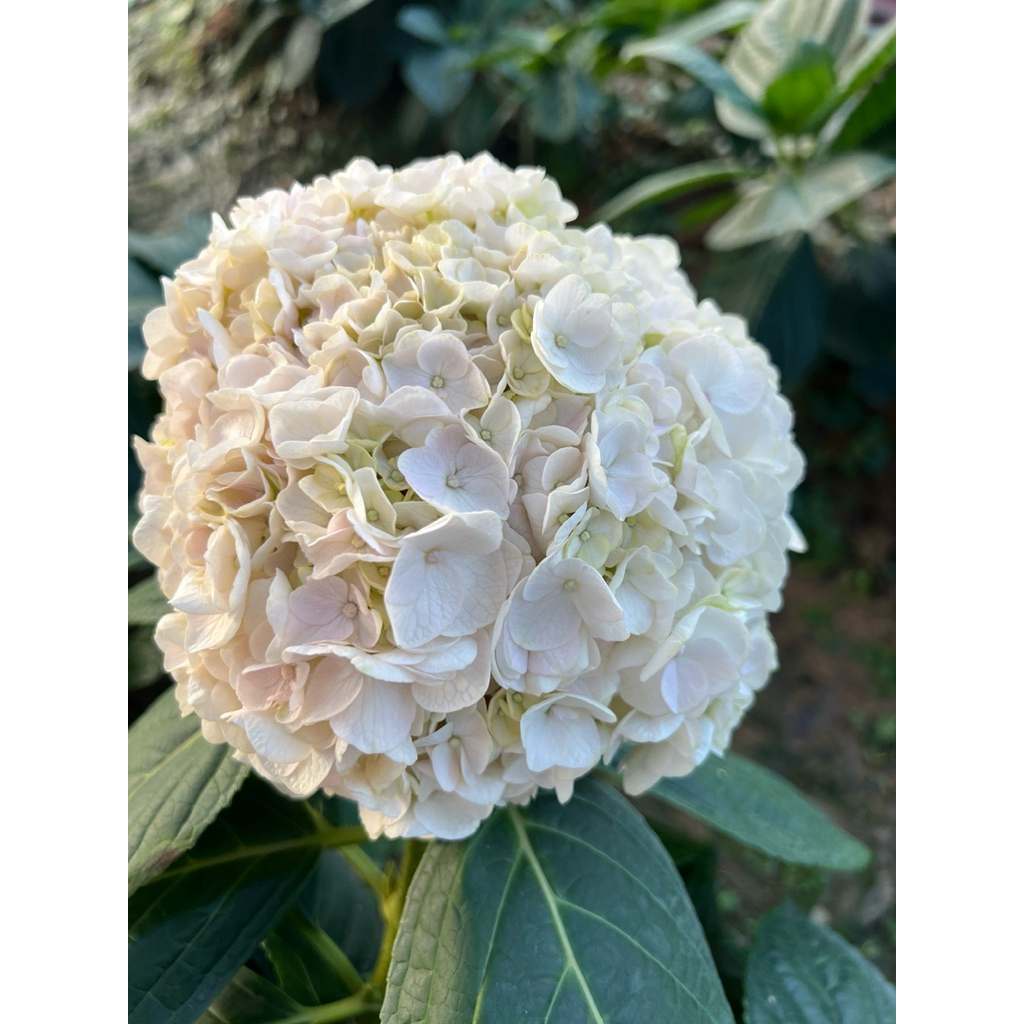 ไฮเดรนเยียดอดสีขาว ใบเรียบ Smooth Hydrangea