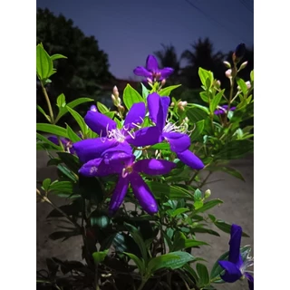 ต้นม่วงมงคล (Tibouchina urvilleana) หรือโคลงเคลงออสเตรเลีย ดอกสีม่วงเข้ม ปลูกหน้าบ้านเพื่อความเป็นสิริมงคล ความโชคดี