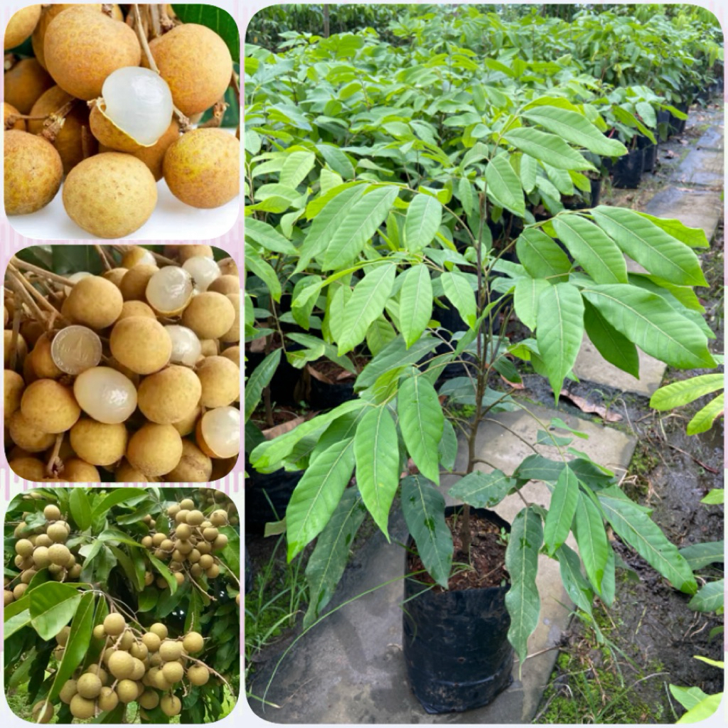 ต้นลำไยอีดอแท้100% เสียบยอด ( สูง 40-60cm) ผลใหญ่ เมล็ดเล็ก เนื้อหนาหวาน ต้นแข็งแรง พร้อมปลูก