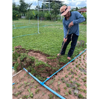 หญ้าไทเป ชุด 5 ตร.ม. (2.5kg) ทนแดดทนฝน🌧️