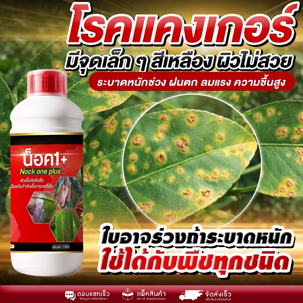 โรคแคงเกอร์ ใบจุดเหลือง ผิวเสีย ลามไว ต้องหยุดทันที เชื้อแบคทีเรีย ลดการระบาด ใบจุด ใบร่วง ผิวใบไม่สวย กระทบผลผลิต