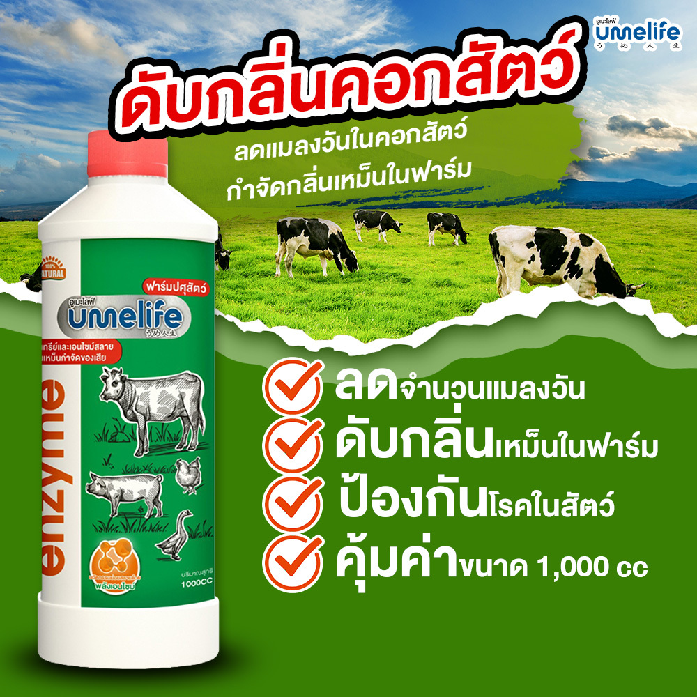 อูเมะไลฟ์ ปศุสัตว์ 1000cc จุลินทรีย์คอกสัตว์ น้ำยาดับกลิ่นเหม็นสัตว์ ลดแมลงวันในคอกสัตว์ คอกวัว.