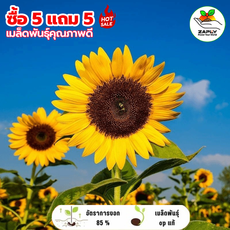 【ซื้อ 5 แถม 5 ฟรี】ดอกทานตะวันสูง300 เมล็ด มีของแถม ราคาส่งโรงงาน ถูกที่สุด