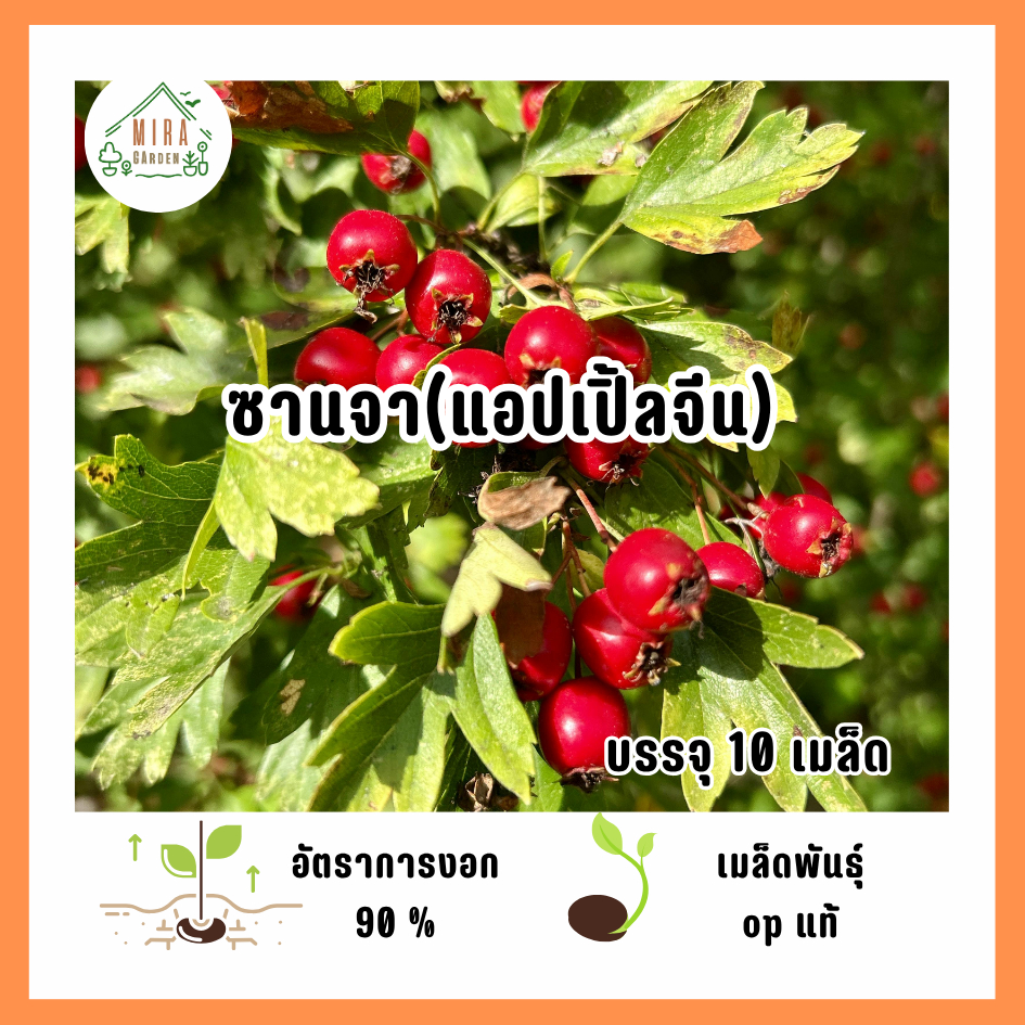 เมล็ดพันธุ์ซานจา (แอปเปิ้ลแดง) 10 เมล็ด
