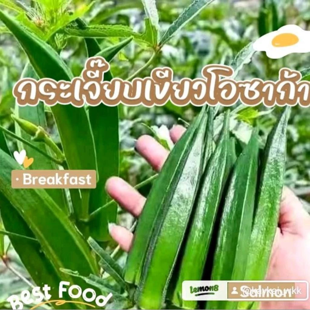 เมล็ดพันธุ์กระเจี๊ยบเขียว200เมล็ด39บาท