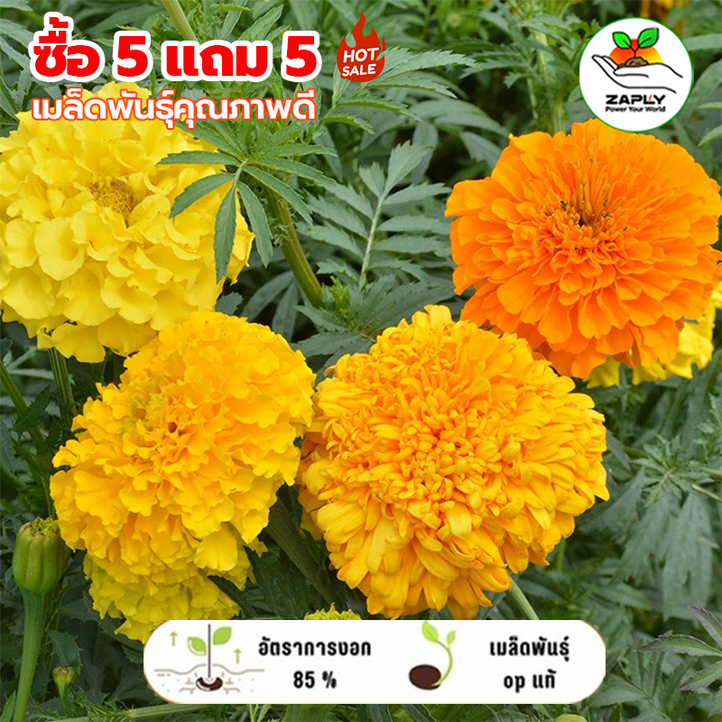 【ซื้อ 5 แถม 5 ฟรี】ราคาส่ง ดอกดาวเรือง300 เมล็ด คุ้มถูกสุดๆโตไวปลูกง่าย เมล็ดพันธุ์ดอกดาวเรือง