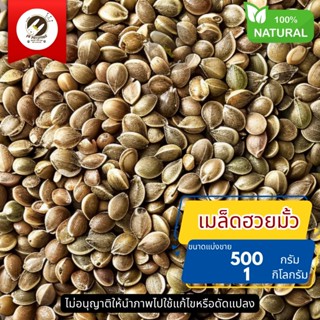 ธัญพืช Seed เมล็ดฮวยมั้ว (Hemp Seed)   สำหรับ เป็นรางวัลให้น…