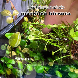 [Min]masilea minuta มาซิเลียมินูต้า ไม้น้ำไม้พื้นไม่ต้องตัด โตช้าใบกลมมน สีอมเหลืองทองเขียว แตกต่างจากไม้พื้นทั่วไป