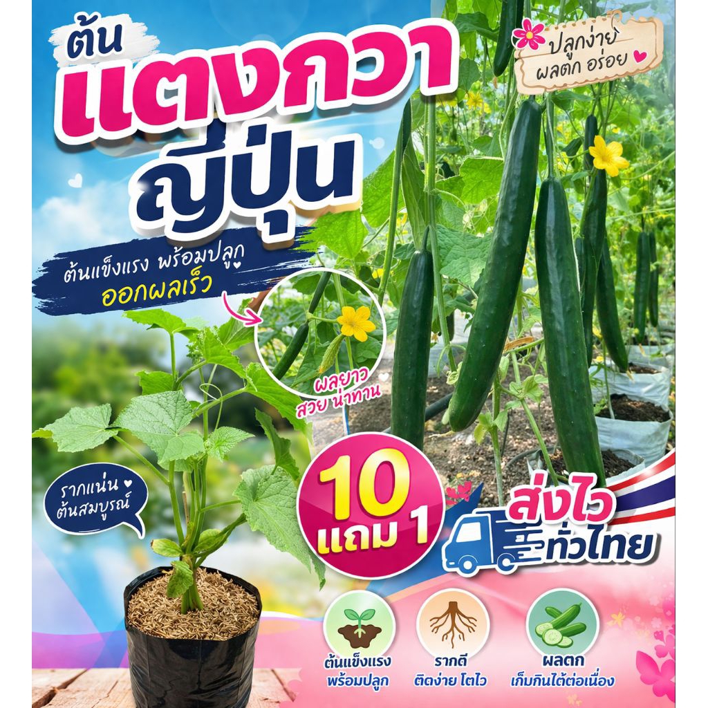 ต้นแตงกวาญี่ปุ่น ผักสวนครัว ต้นไม้ทำซุ้มทำรั้ว ดิน ปุ๋ย กระถาง ผลไม้ เมล็ดพันธุ์ ต้นกล้า สมุนไพรไทย ต้นไม้ปลอม แต่งบ้าน