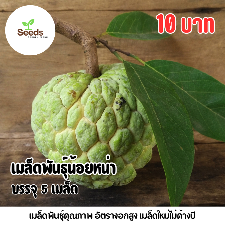 เมล็ดพันธุ์น้อยหน่า จำนวน 5 เมล็ด