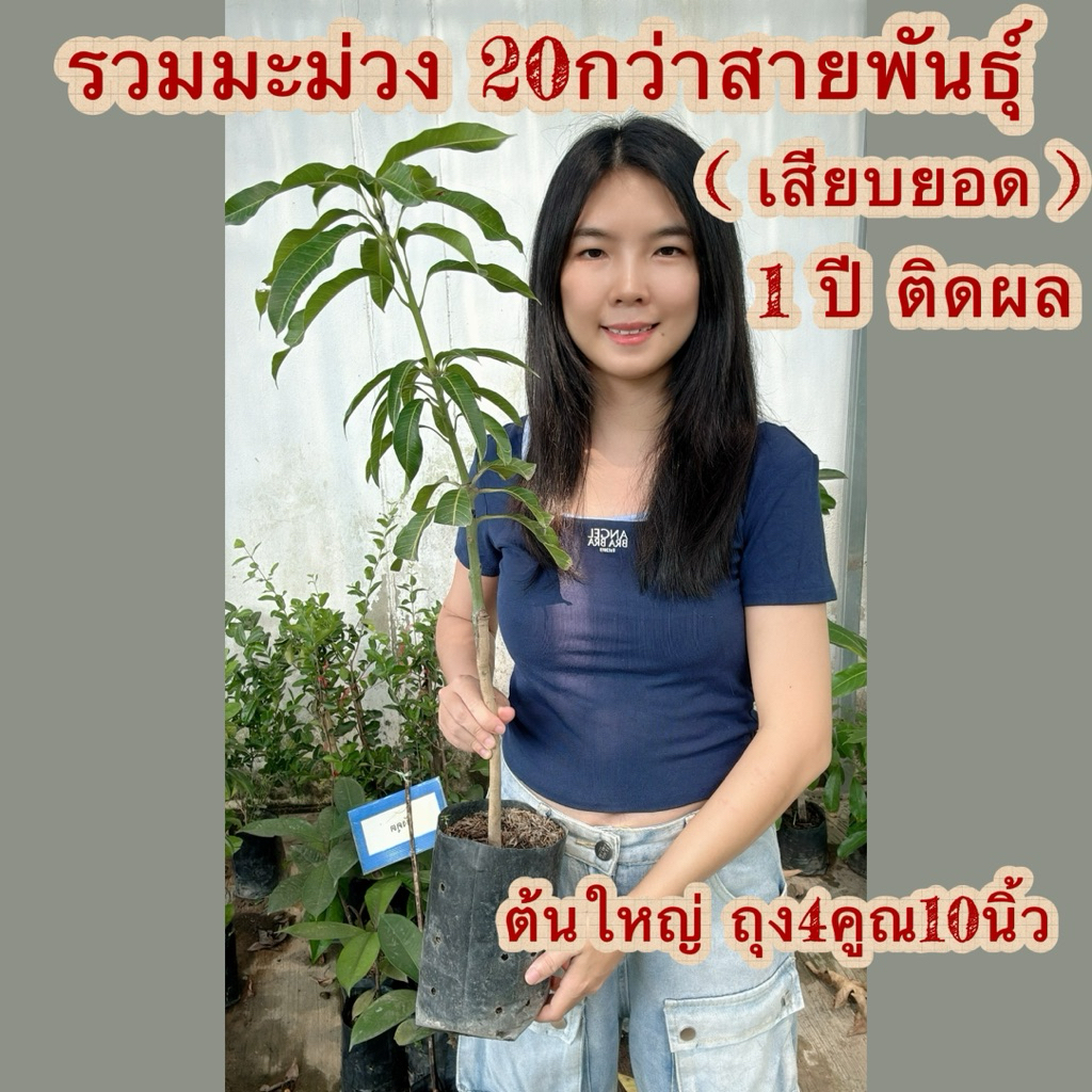 #ต้นมะม่วงเสียบยอด (ต้นใหญ่ถุง4คูณ10นิ้ว)รวมมากกว่า26 สายพันธุ์ ดูพันธุ์ได้ที่ตัวเลือกข้างในค่ะ สูงราว70-80เซน