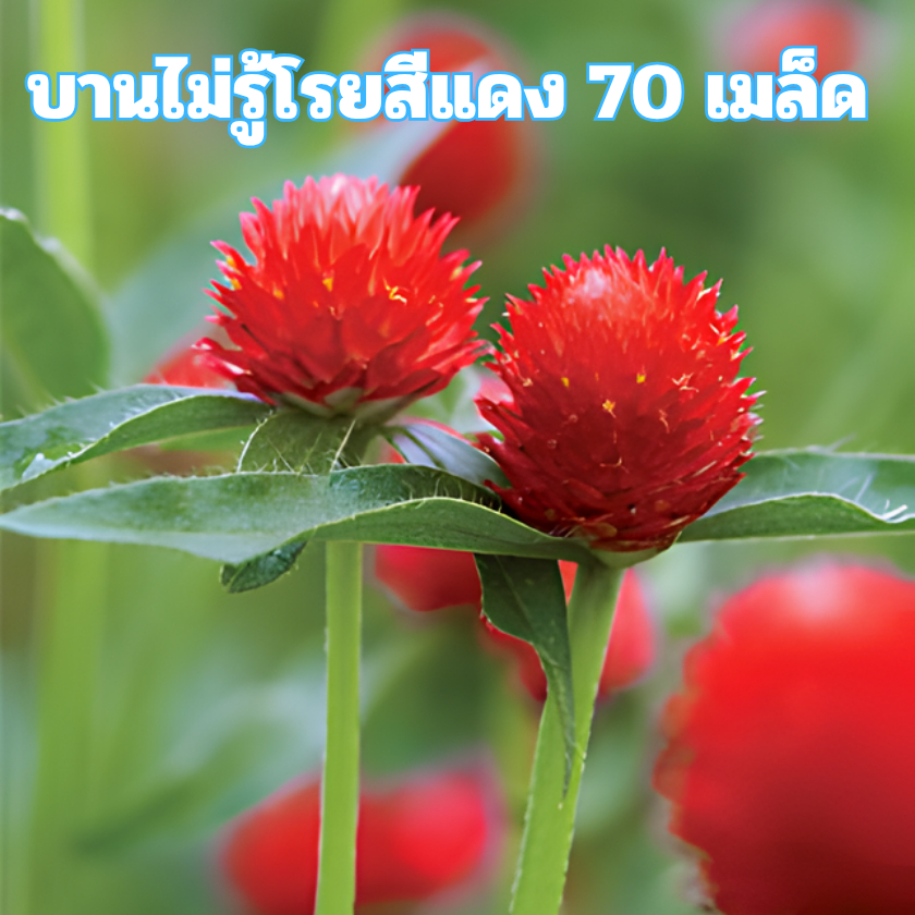 เมล็ดพันธุ์ดอกบานไม่รู้โรยสีแดง 70 เมล็ด