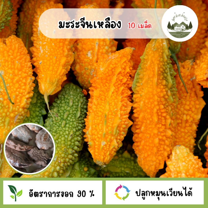 เมล็ดมะระจีนสีเหลือง 50 เมล็ด