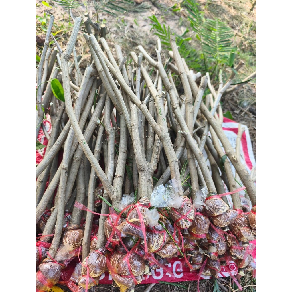 กิ่งตอนชะอม ชุด 50 กิ่ง 500 บาท ระยะในการปลูก 50-80ซม. ปลูกได้ทุกพื้นที่ขอแค่มีน้ำ ชอบแดดจัด ได้รับกิ่งตินไปแล้ว
