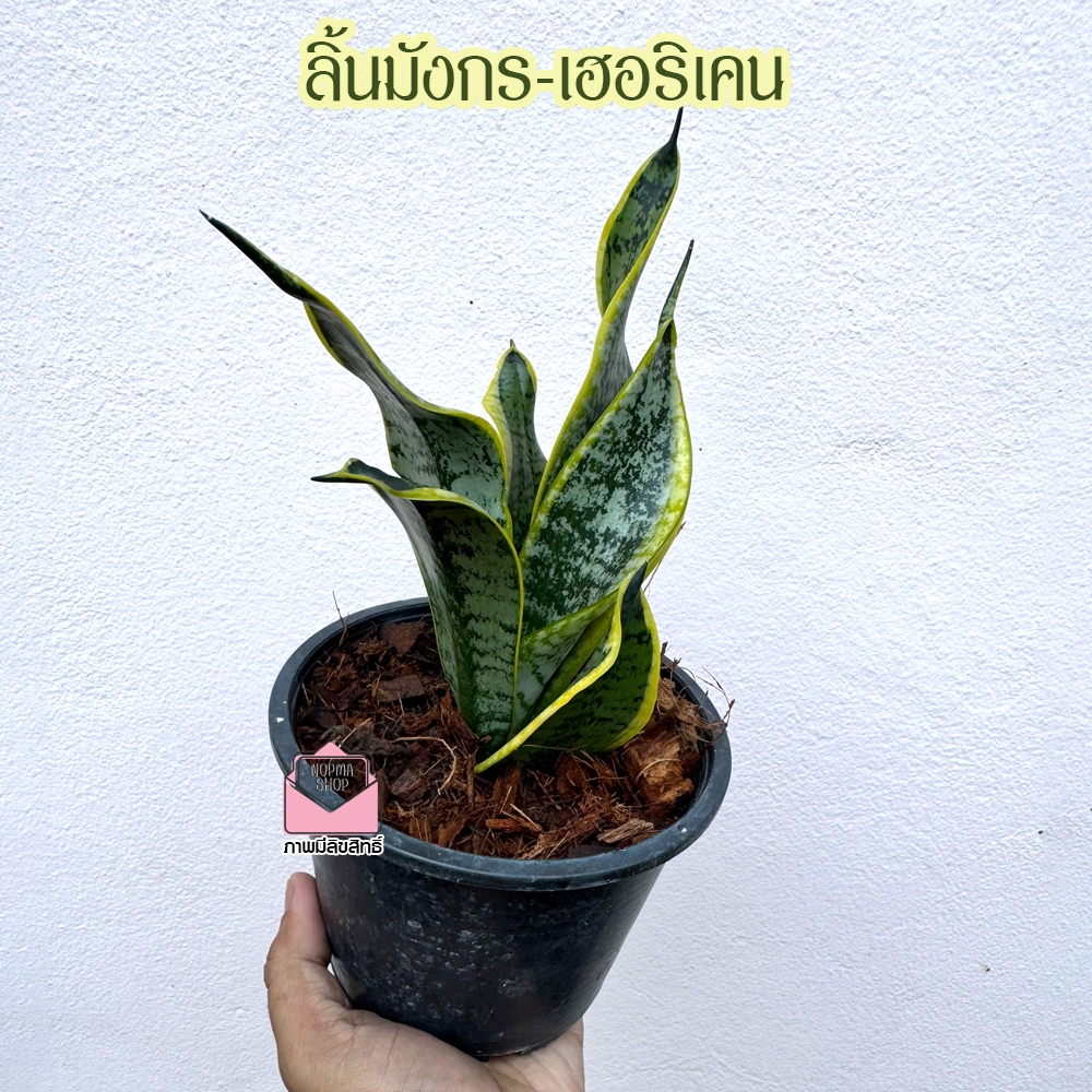 ลิ้นมังกร เฮอริเคน ไม้มงคล ฟอกอากาศ ลิ้นมังกรแคระ ในกระถาง5-6นิ้ว