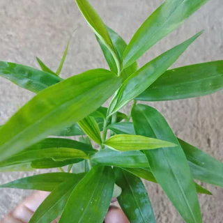 🌱 ต้นกล้าผักปราบใบแหลม พร้อมปลูก 🌱 สั่ง 5 ต้น แถม 1 ต้น