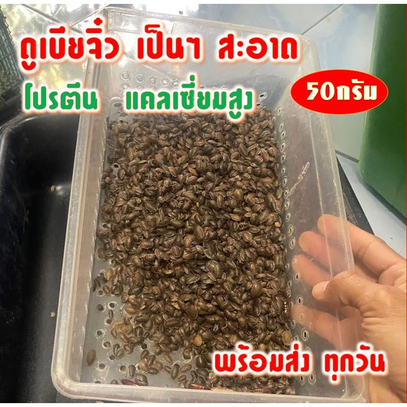 ดูเบียตัวเล็ก50กรัม สะอาด พร้อมส่ง แคลเซียมสูง
