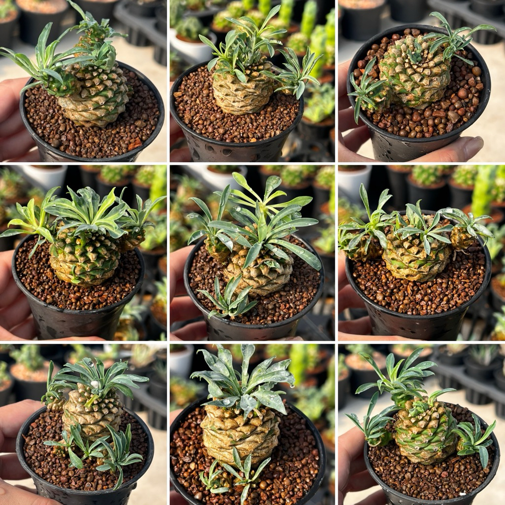 Euphorbia Kirin: ยูโฟเบีย คิริน