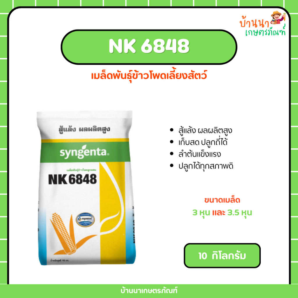 เมล็ดพันธุ์ข้าวโพด NK6848 (ขนาด 10 กก.) สู้แล้ง ปลูกถี่ เก็บสดได้ ผลผลิตสูง